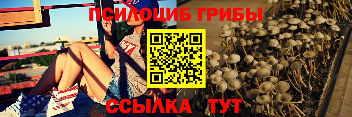 Галлюциногенные грибы Psilocybe Барнаул